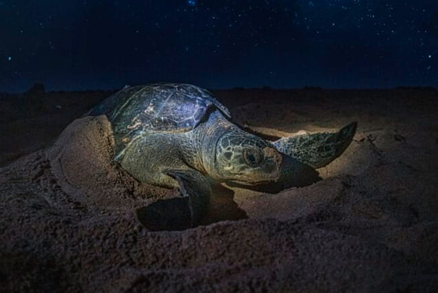 Turtle Watching Tour in Tortuguero