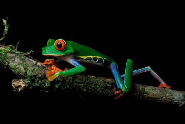 Night Hike in Tortuguero