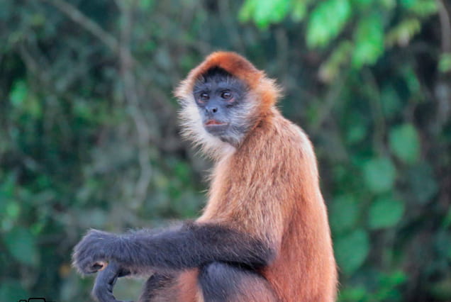 Day Hike in Tortuguero