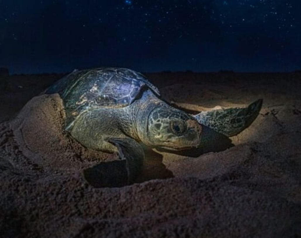 tour-de-tortugas-2-min