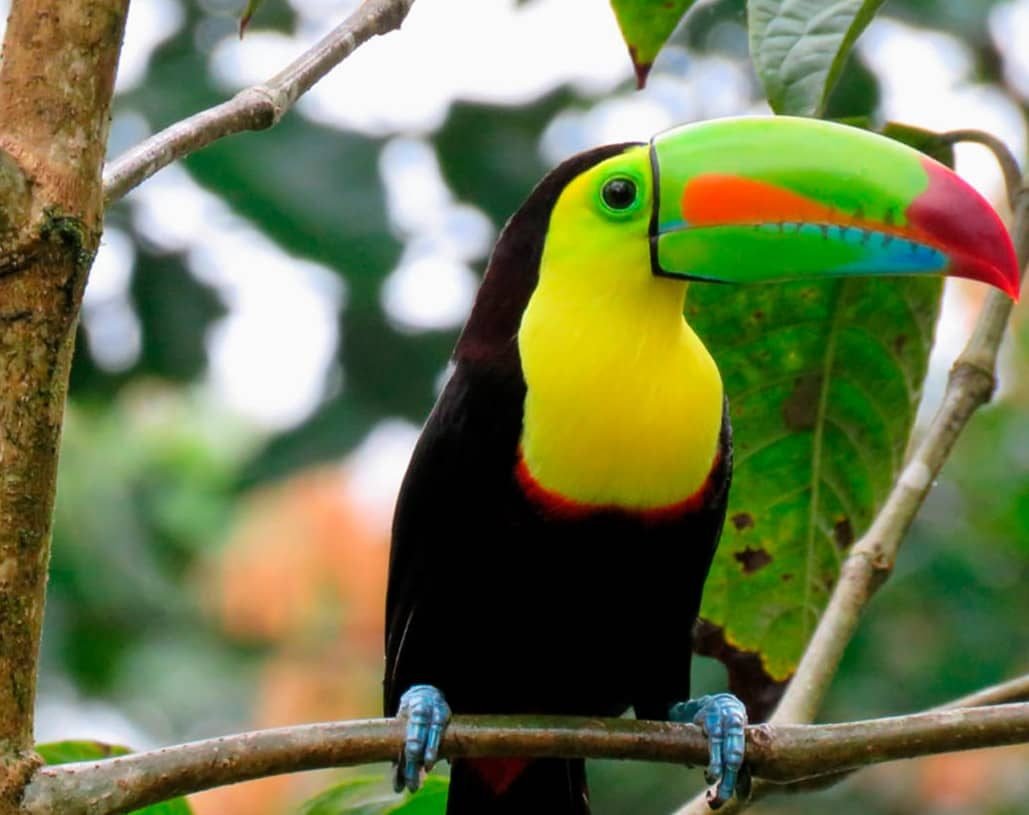 tucan-portada3-min